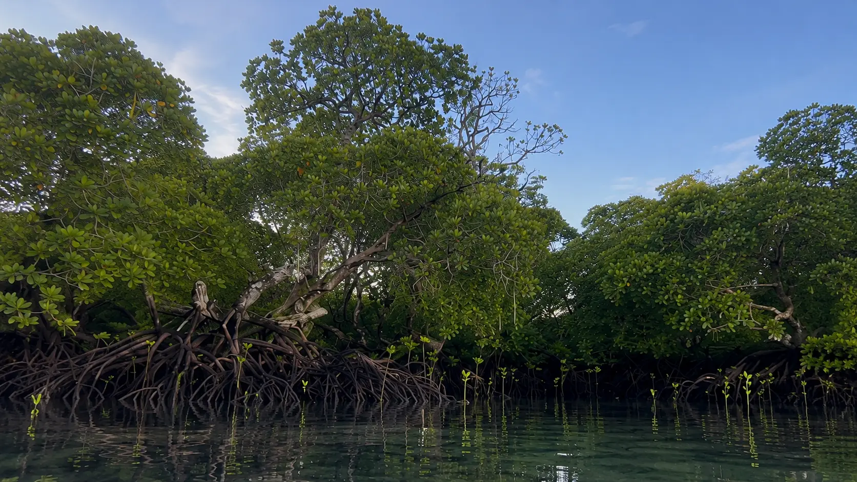 Mangrove roots beneath the waterline