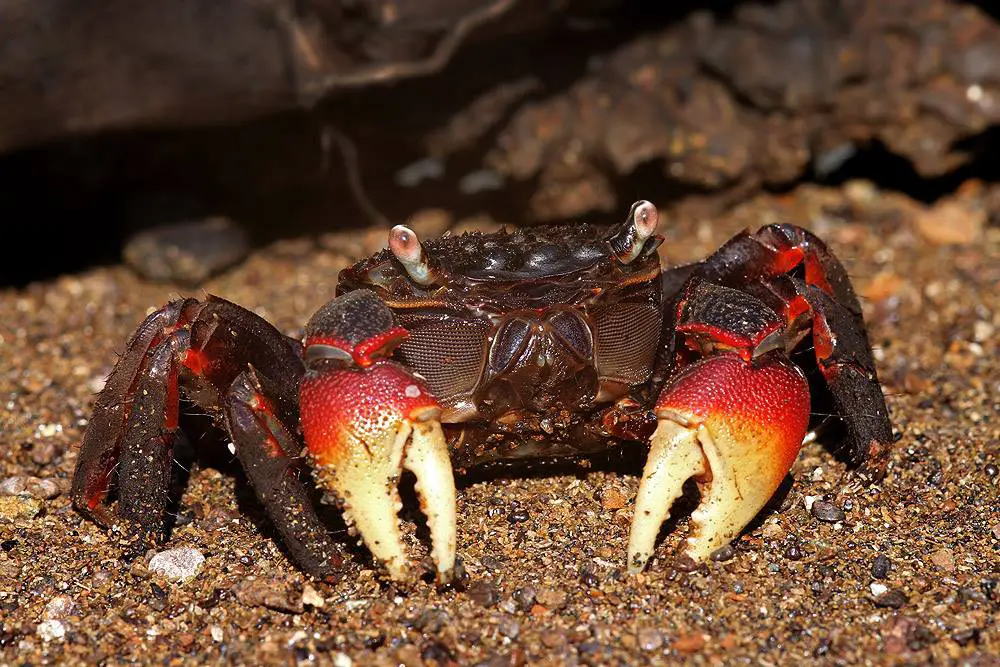 Wildlife kayaking on Havelock Island, Andaman, photo 8